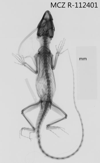 Media type: image;   Herpetology R-112401 Aspect: dorsoventral x-ray